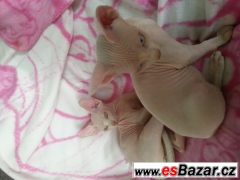 prodám koťata kanadský sphynx