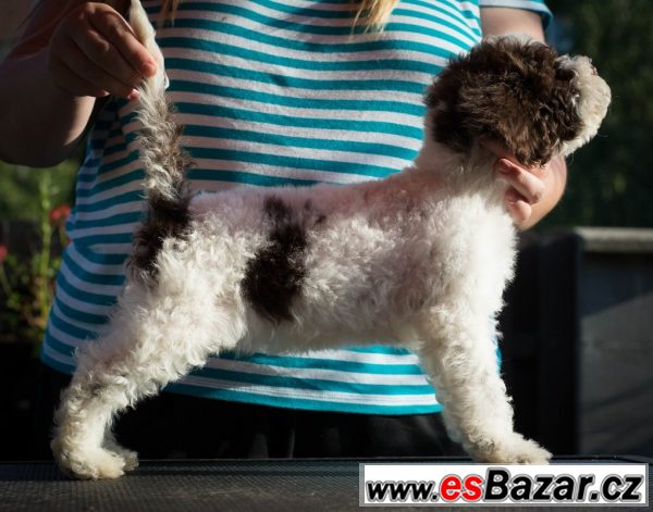 lagotto-romagnolo-ihned-k-odberu