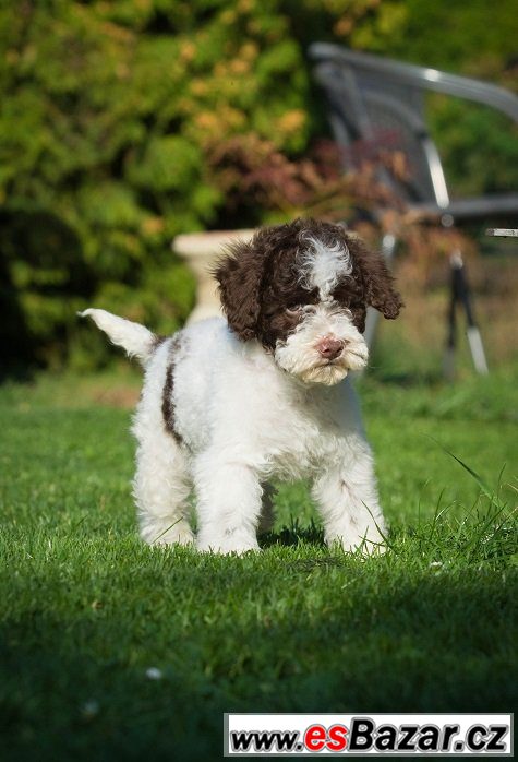 Lagotto Romagnolo - ihned k odběru