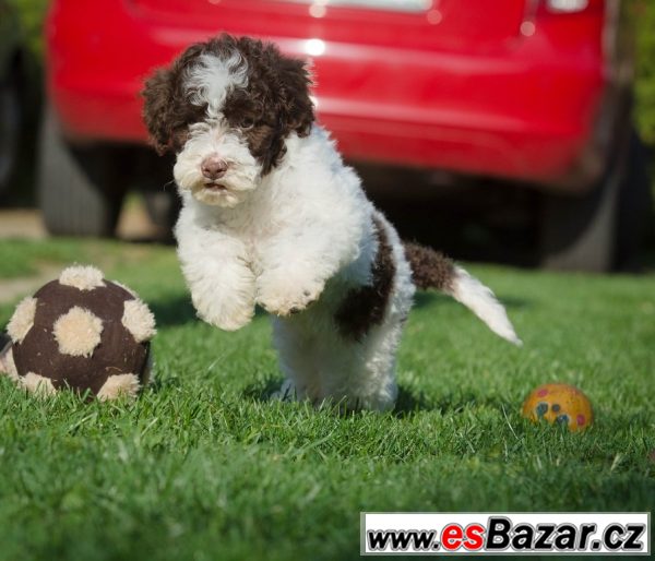 Lagotto Romagnolo - ihned k odběru