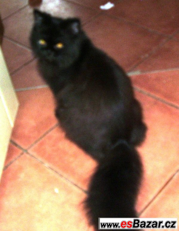 Perská kočička černá