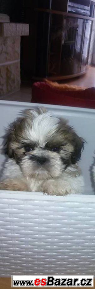 prodam-stenatko-shih-tzu