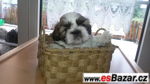 Prodám štěňátko shih-tzu 