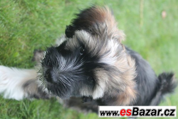 Nádherný pejsek tibetského teriéra Nádherný pejsek tibetského teriéra
