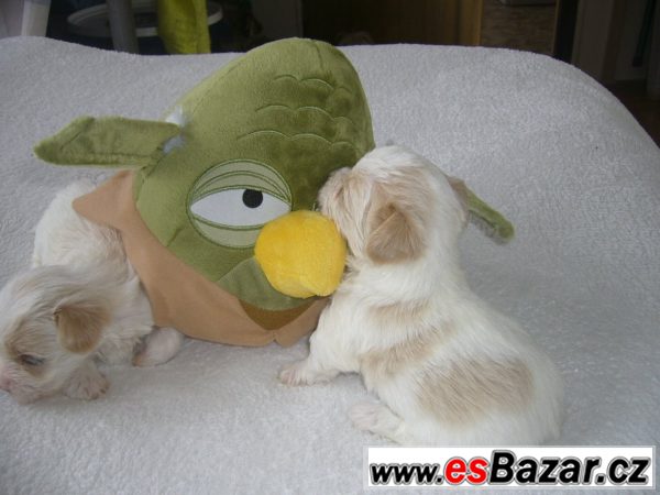 Jorkšírský terrier k rezervaci s PP Jorkšírský terrier k rezervaci s PP