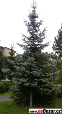 Smrk pichlavý stříbrný - sazenice