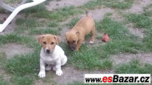 Jack russell terrirer