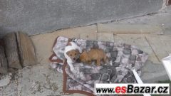 Jack russell terrirer