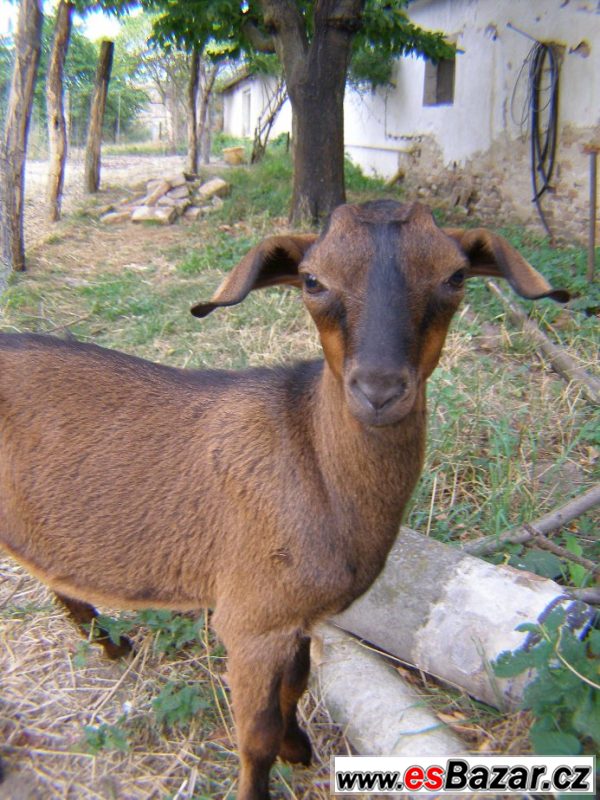 Kozička (kozlíci) do dobrých rukou