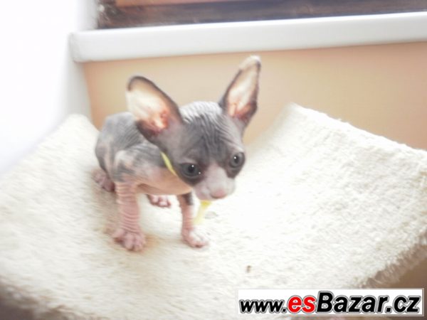 Kanadského sphynxe Kanadského sphynxe