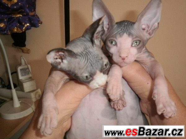 Kanadského sphynxe Kanadského sphynxe