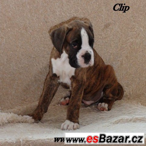 kluci-clip-a-cooper-zih-box-s-pp