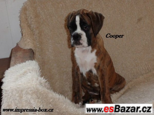 Kluci Clip a Cooper žíh.box.s PP Kluci Clip a Cooper žíh.box.s PP