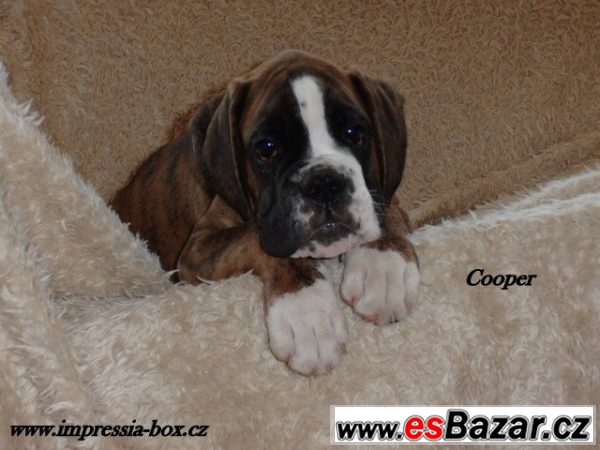 Kluci Clip a Cooper žíh.box.s PP Kluci Clip a Cooper žíh.box.s PP