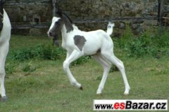 Klisna paint horse APH 