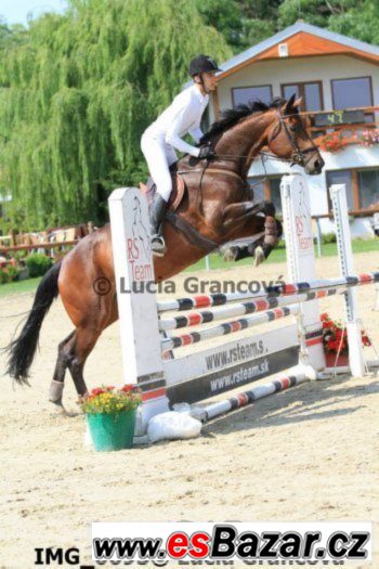 Klisna KWPN do sportu Klisna KWPN do sportu