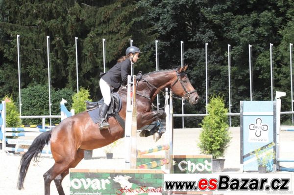 Klisna KWPN do sportu Klisna KWPN do sportu
