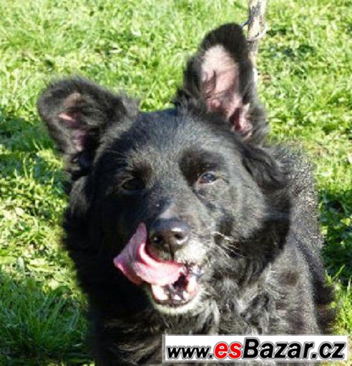 Ibinka - kříženec malý - fena Ibinka - kříženec malý - fena