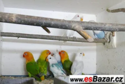Agapornis fišeri a škraboškový