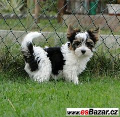 Biewer jorkšírský terrier s PP