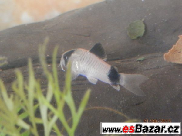 Corydoras fešáček Panda