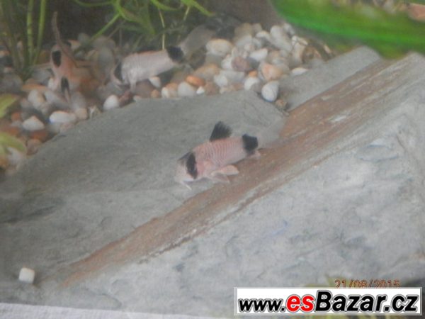 Corydoras fešáček Panda