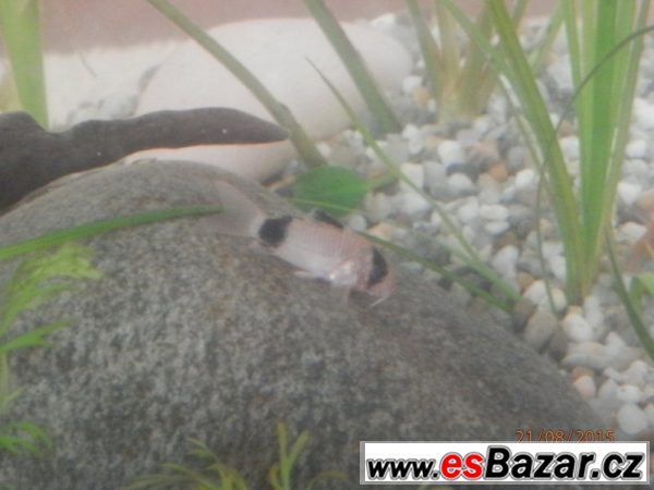 Corydoras fešáček Panda