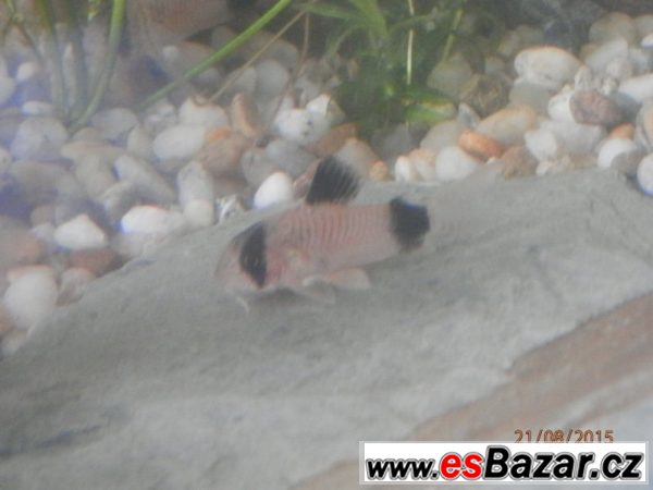 Corydoras fešáček Panda