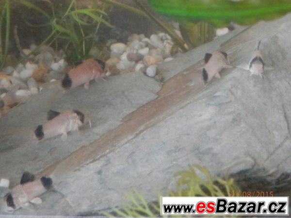 Corydoras fešáček Panda