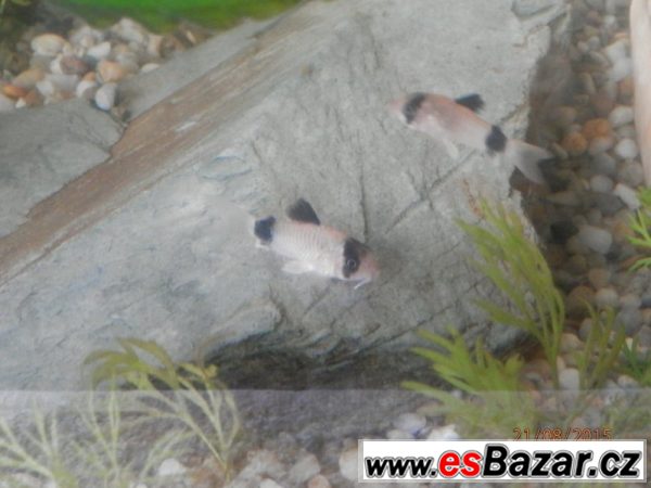 Corydoras fešáček Panda