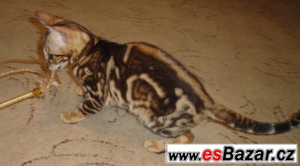Bengálská mramorovaná kočička