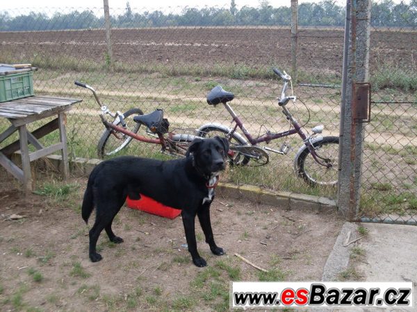 Daruji labradora Daruji labradora