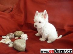 Golddust jorkšire terrier s PP