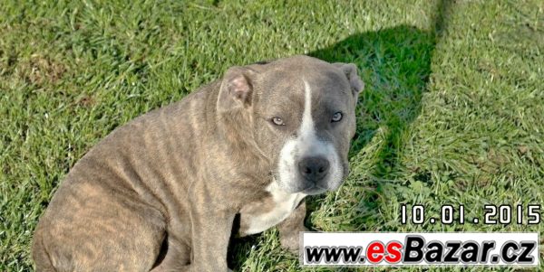 American bully