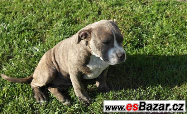 American bully