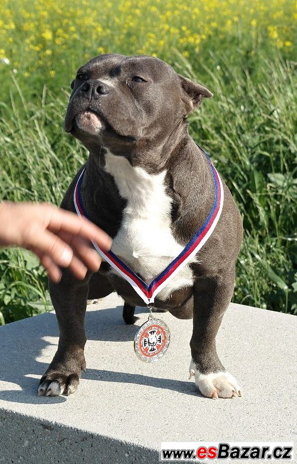 American bully