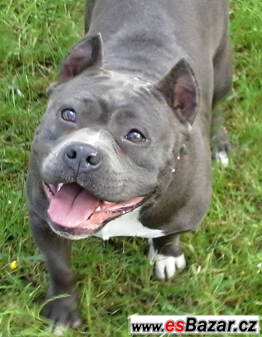 American bully