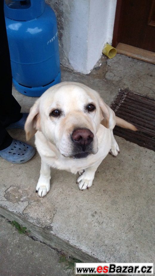 darujeme-fenku-labrador-retrivra