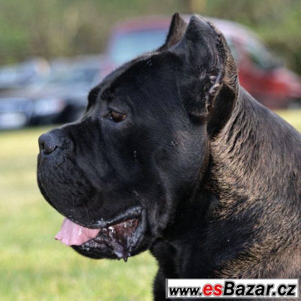 cane-corso