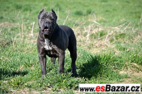 Cane corso