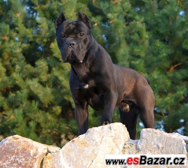 Cane corso