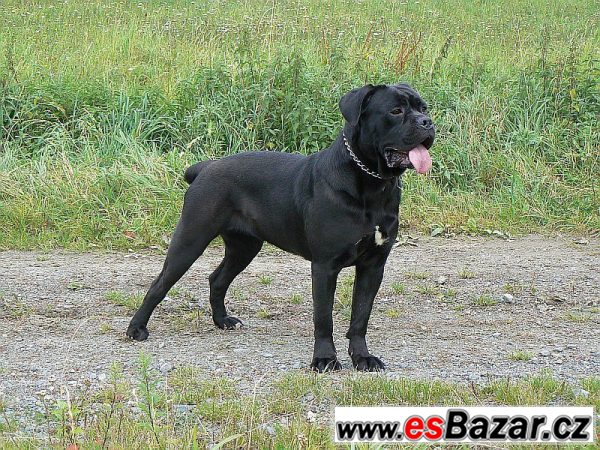 Cane corso