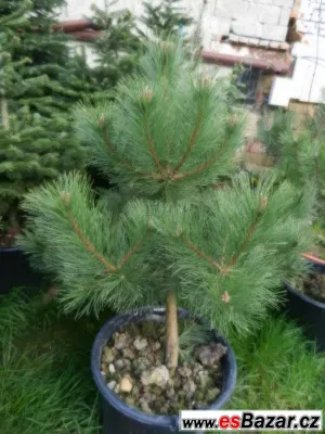 Borovice černá - Pinus nigra