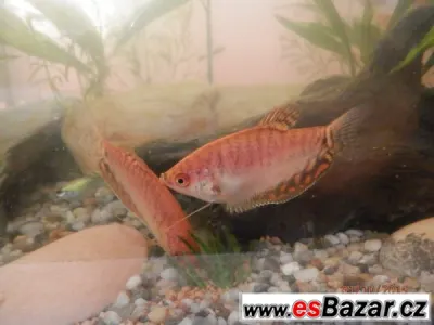 Čichavci Cosby, Leeri, Gold-Red,