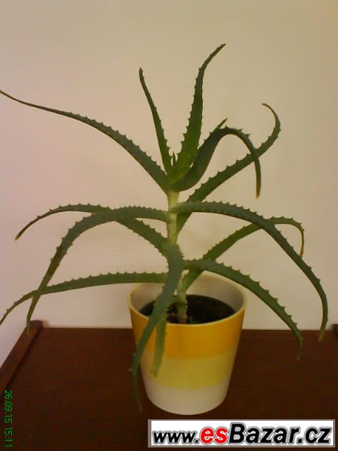 Aloe vera léčivá