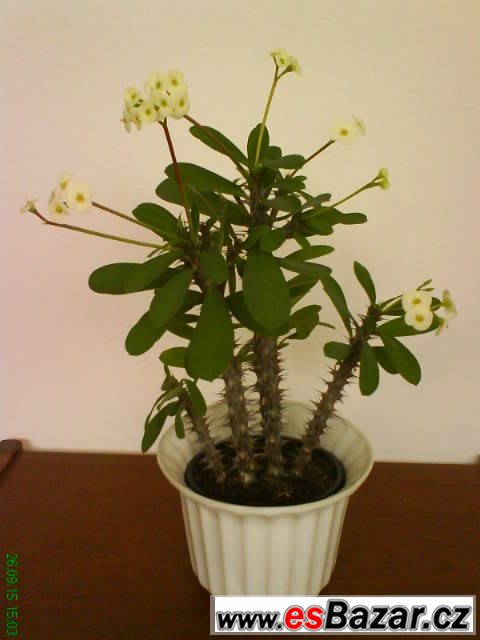 Euphorbia milii smetanově bílá