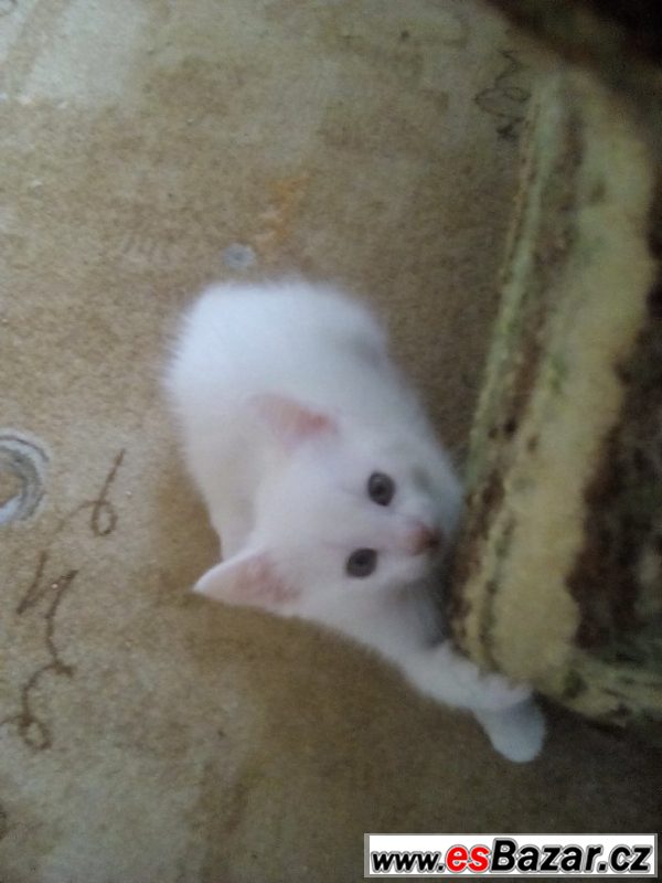Evropská kočka - bílý kocourek