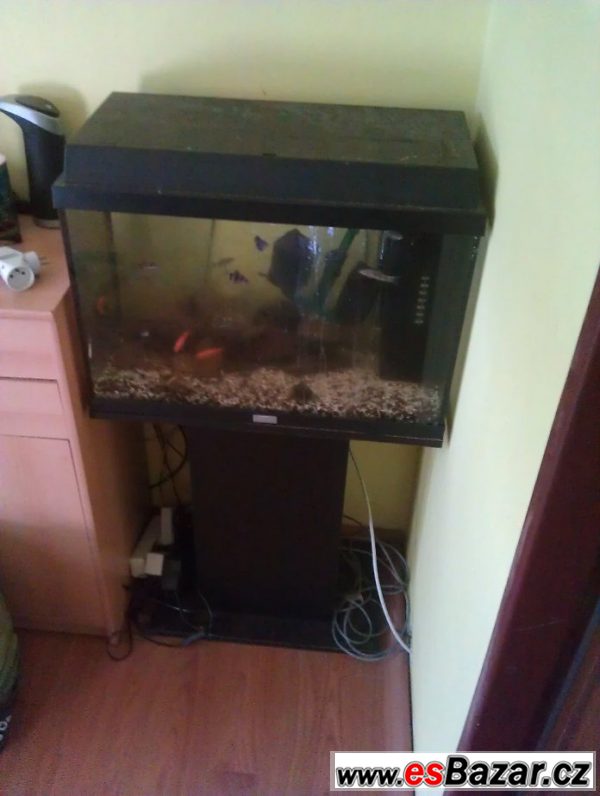 akvarium-i-s-rybickami