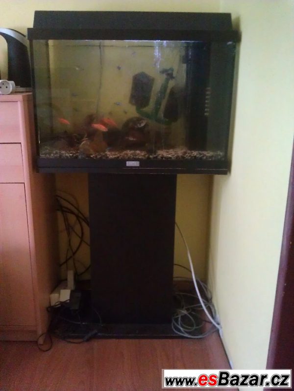 Akvárium i s rybičkami