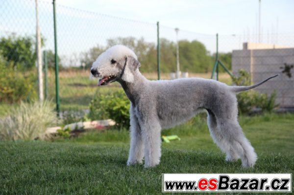 bedlington-terier-stenata